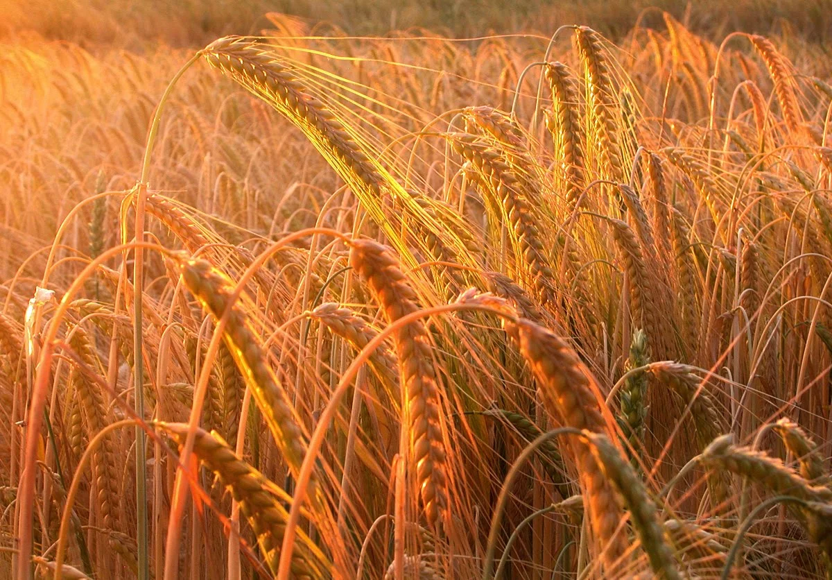 harvest.jpg