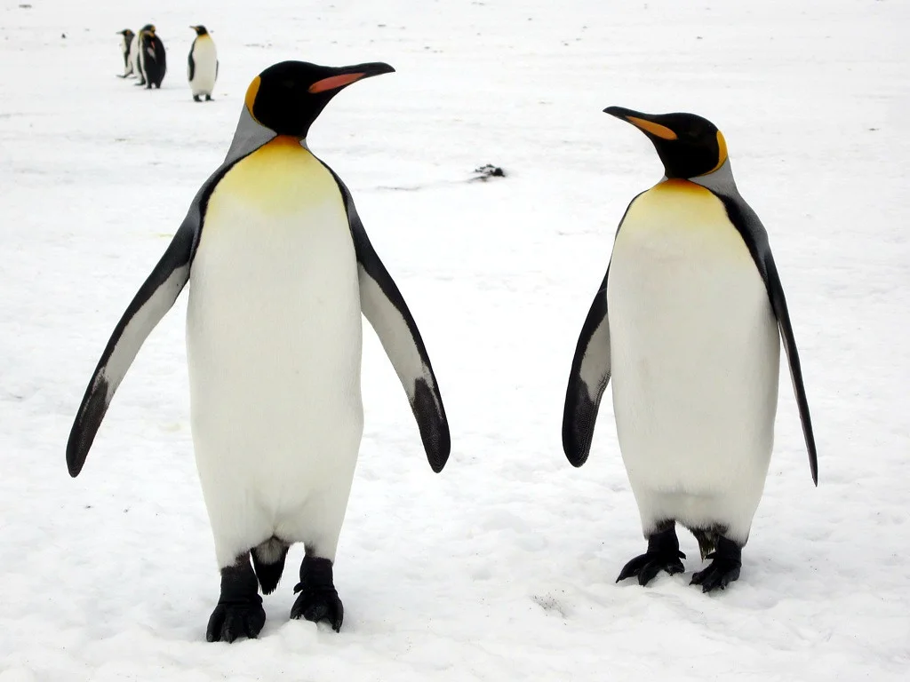 penguin.jpg