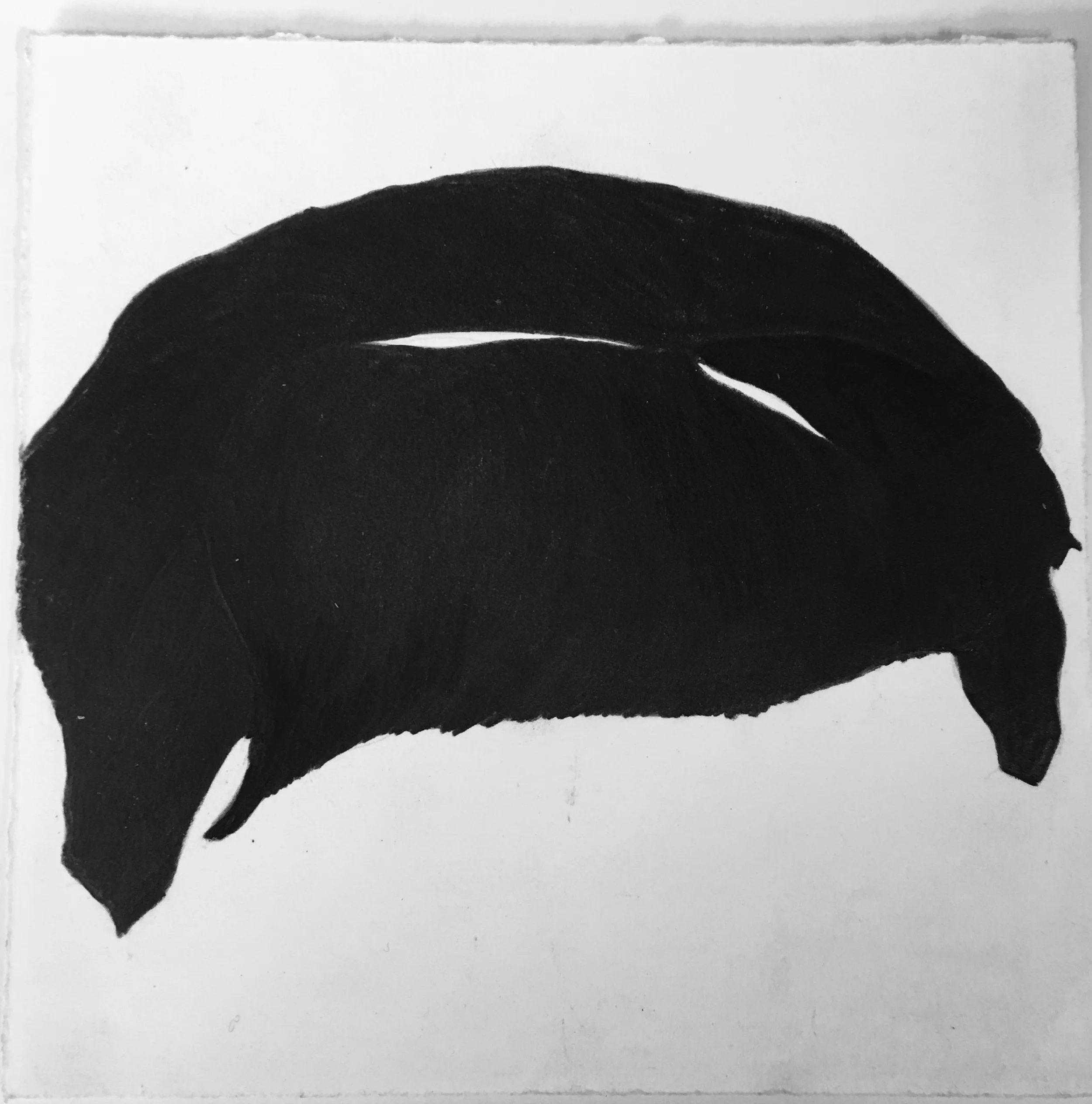 part of the ongoing series of graphite drawings on arches rendered from tin types from my ancestors circa 1850-1870 2011 - current 7" x 7"