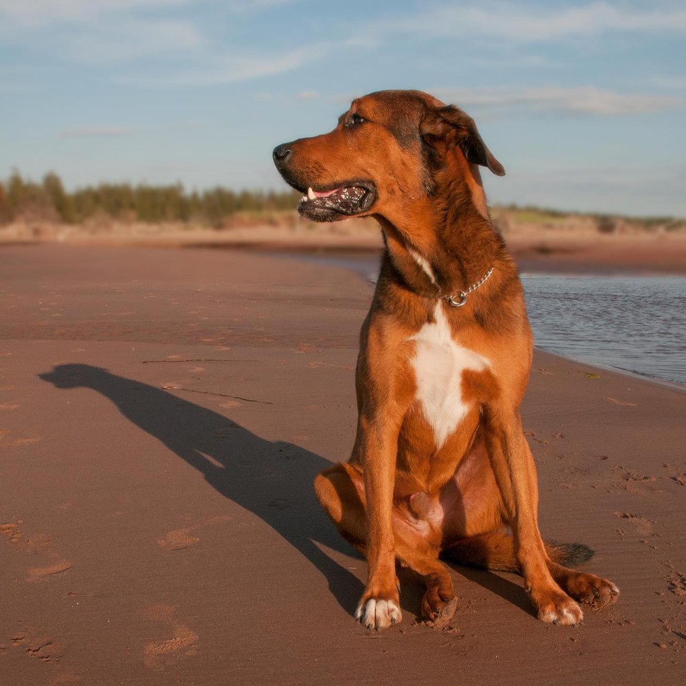 ⁣
👑 Meet Kisho &amp; the hot sands of Prince Edward Island (I&rsquo;m feeling nostalgic of the time spent there a few years back as a family🌞)⁣
⁣
This gentle giant is our family dog and we love him sooo much !!⁣
⁣
We also, have a cat and a few layi