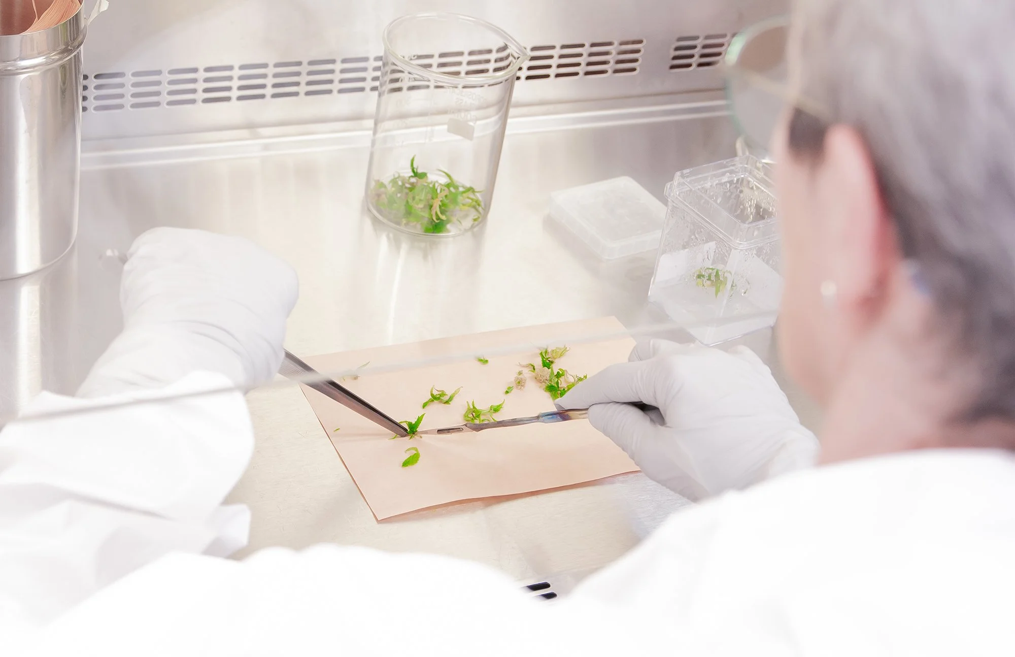 Micropropagation#011.jpg