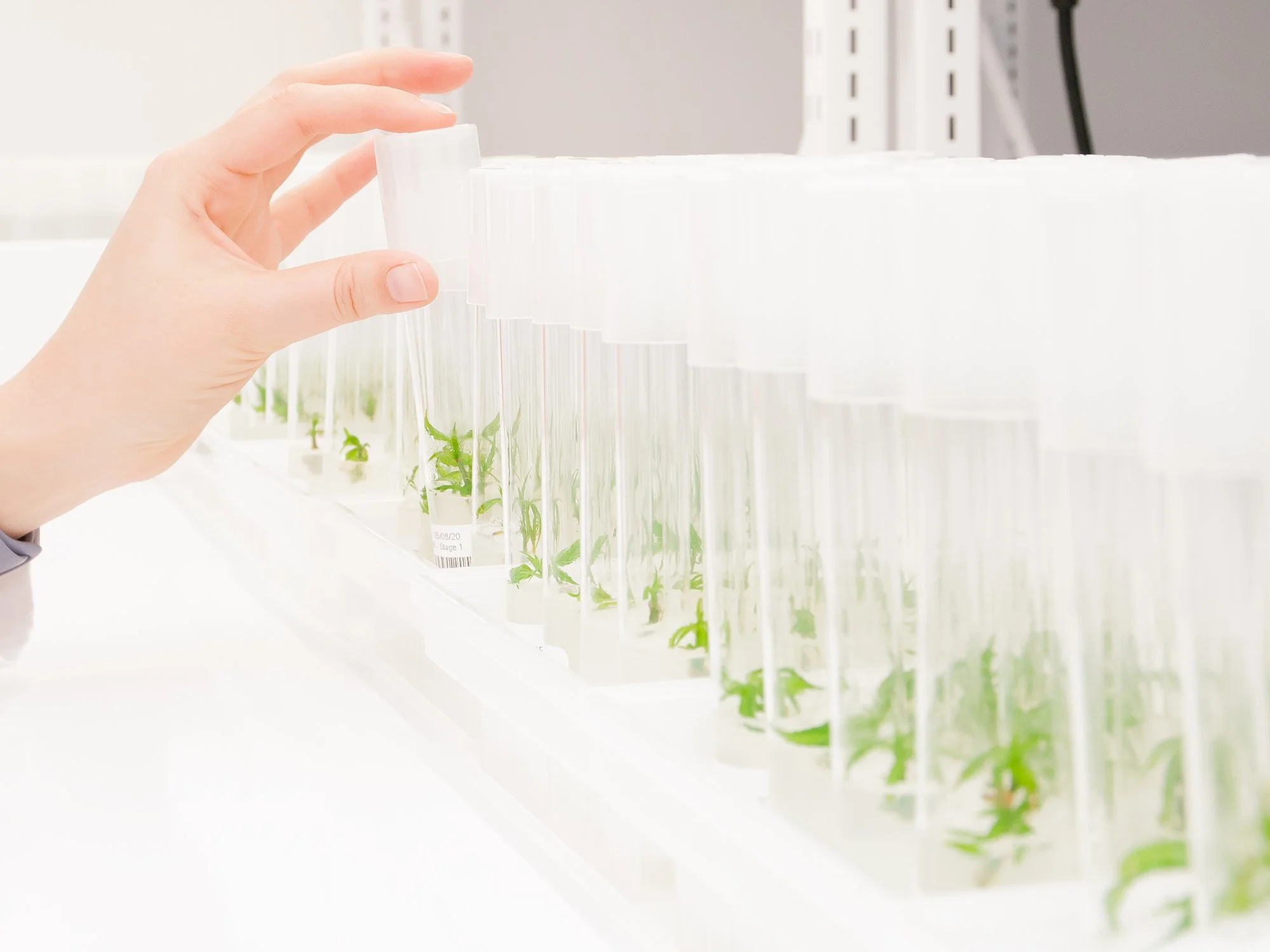 Micropropagation#032.jpg