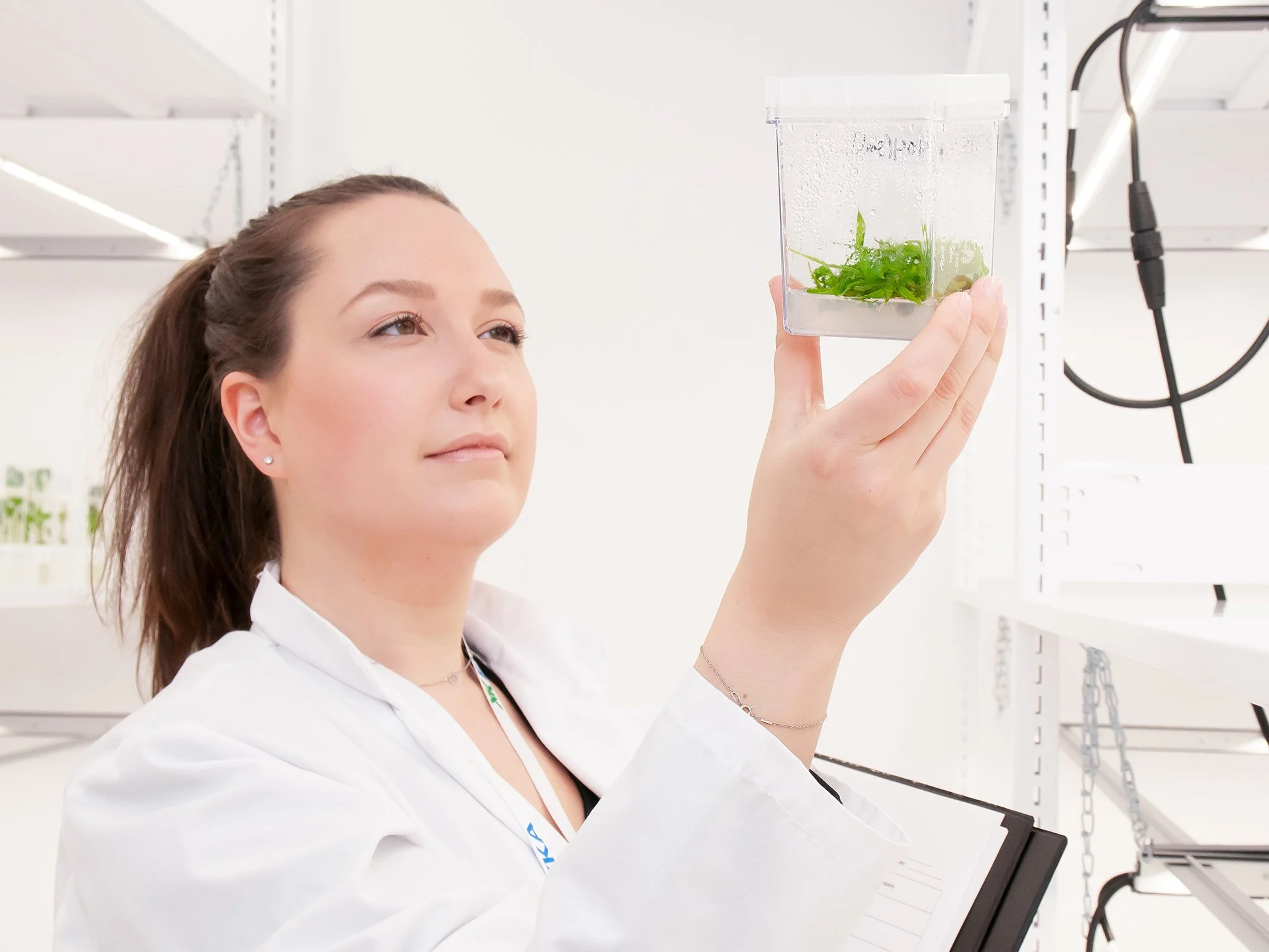 Micropropagation#036.jpg