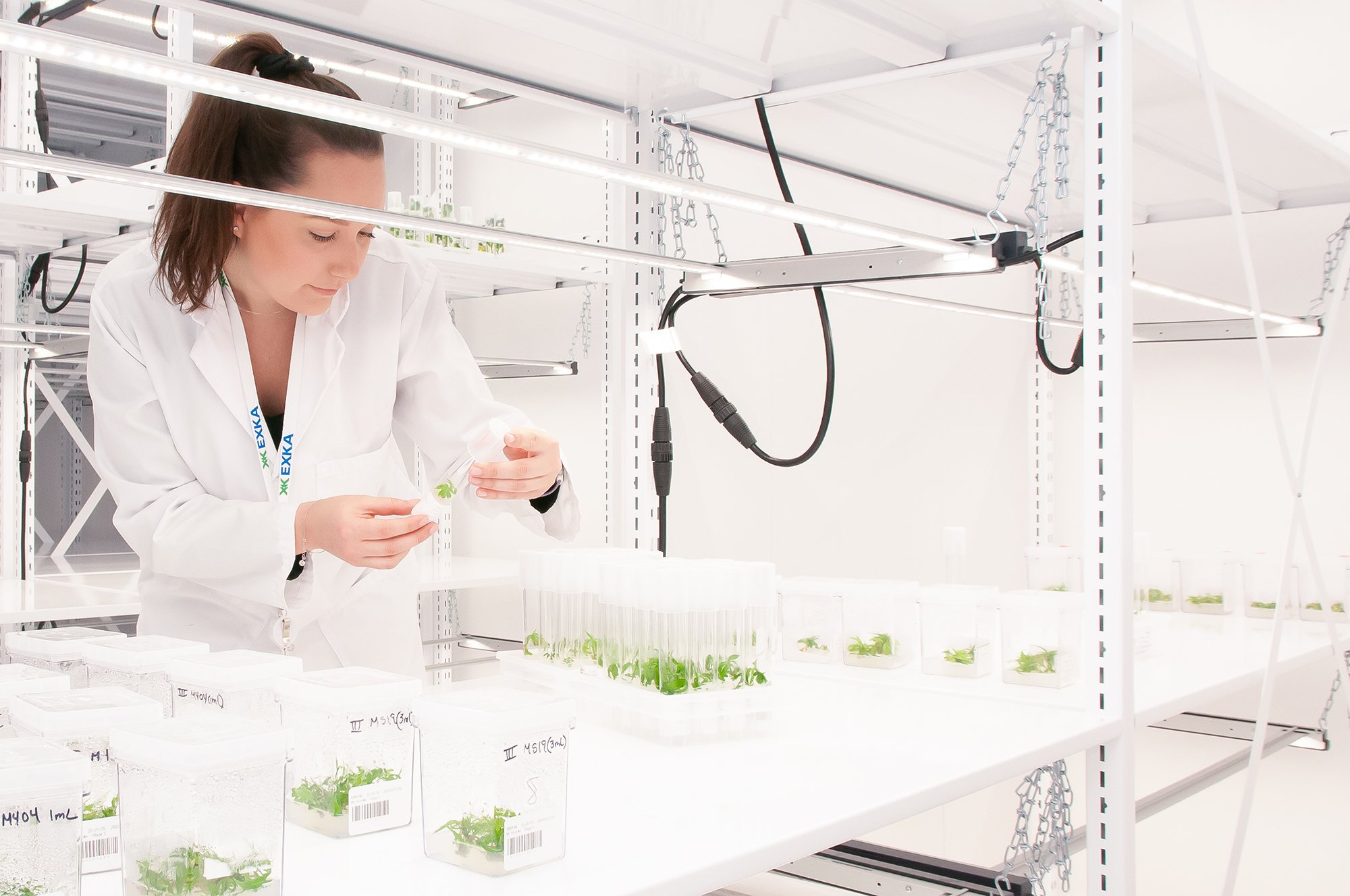 Micropropagation#040.jpg