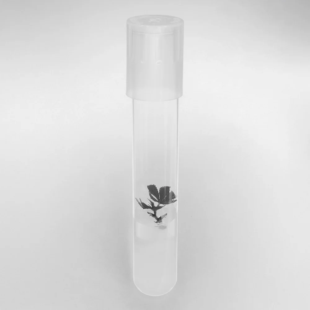 Cannabis 5 - Micropropagation