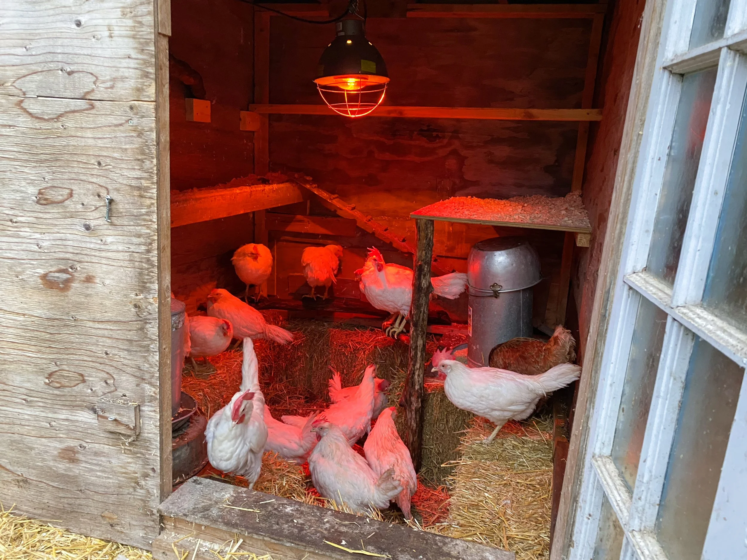 Poulailler 🐔 Chicken Coop