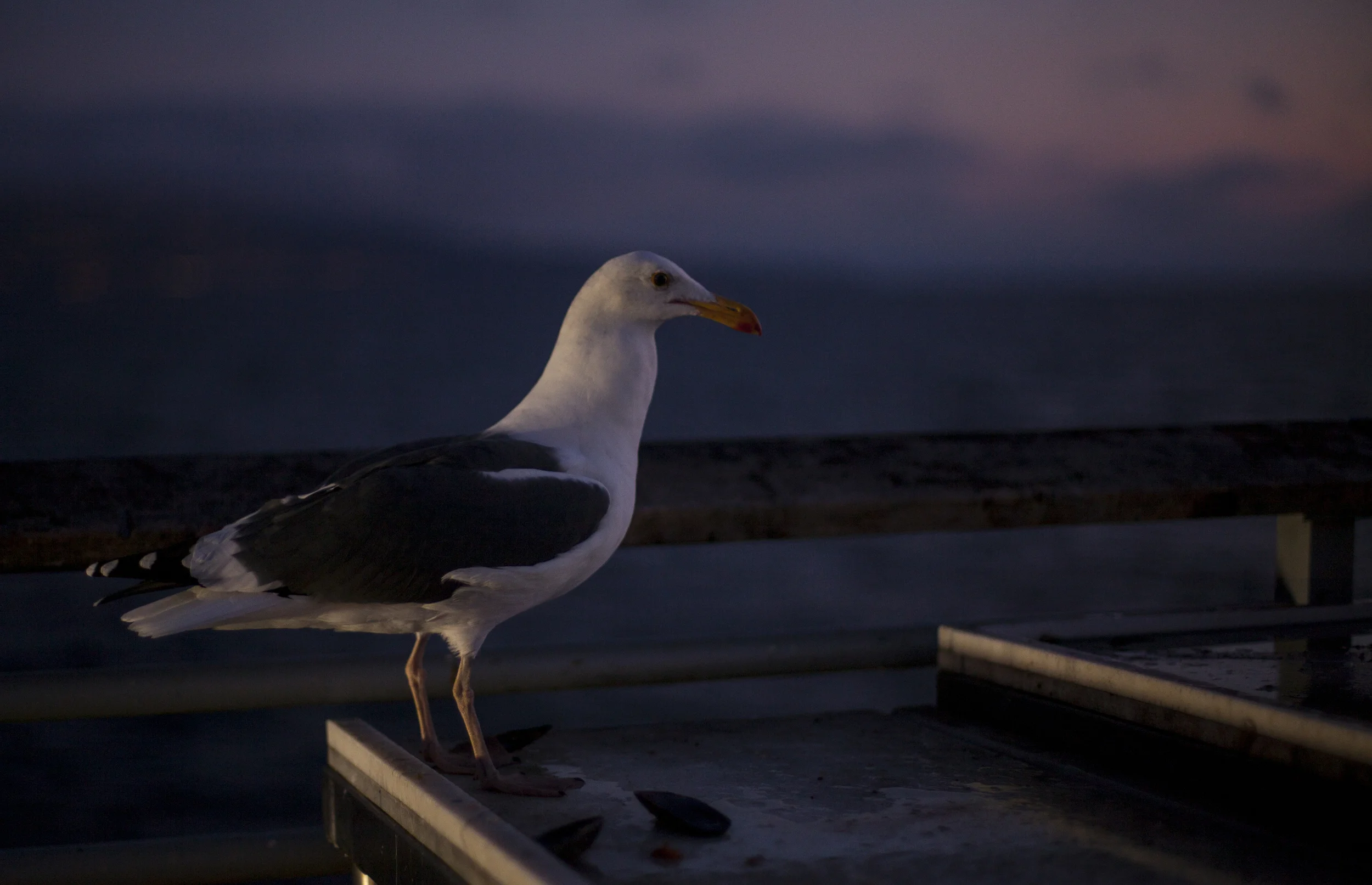 SeagullsofLA.jpg