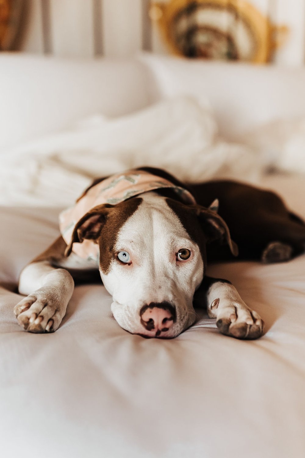  We can NOT with this cutie! Those eyes!!! 