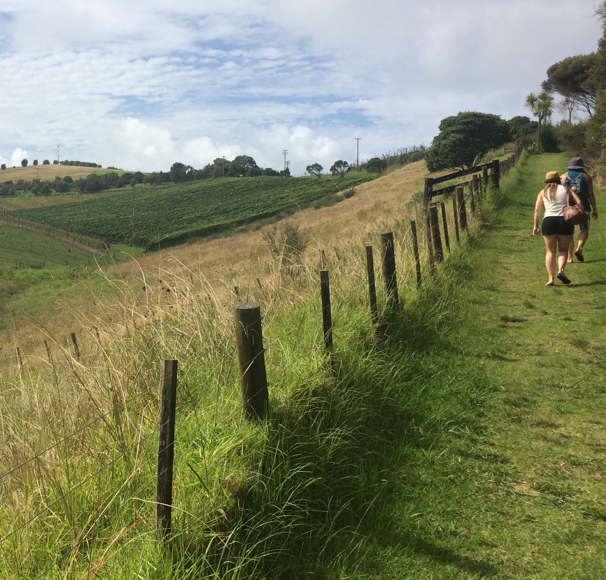 Conveniently located half an hour by ferry from Auckland harbour is a paradise island covered in vineyards, my dream came true! This was a total surprise to me and made for a most enjoyable day out with old friends, and you can do several vineyards on foot which is very leisurely.