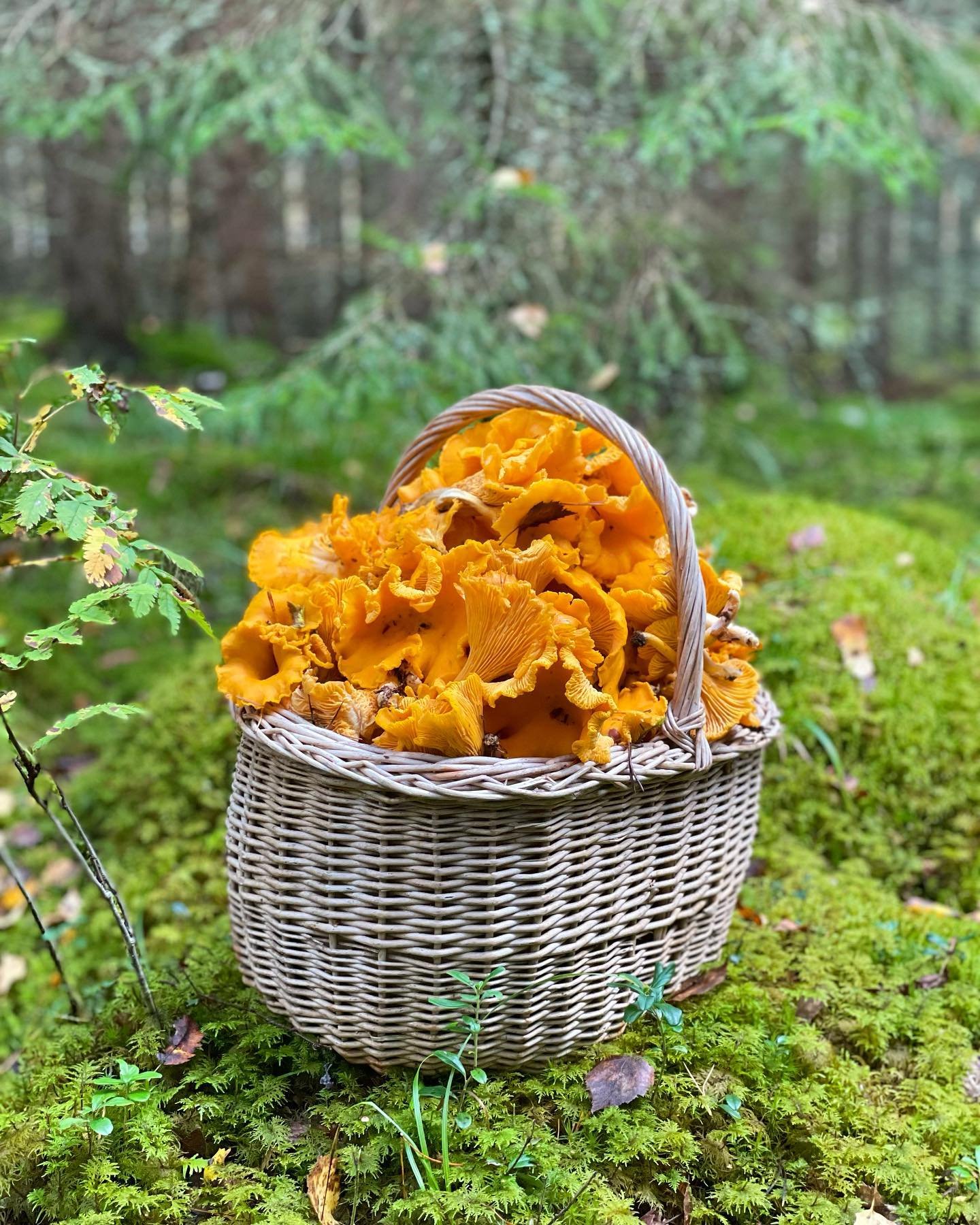 Autumn in Finland. 🍂💛
.
.
.
.
.
#autumn #finland #mushroom #season #chantarelle #big #year #forestfruits #delicious #mushrooms #foraging #forest #countryside #m&ouml;kki