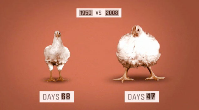 Chickens. Then and now.