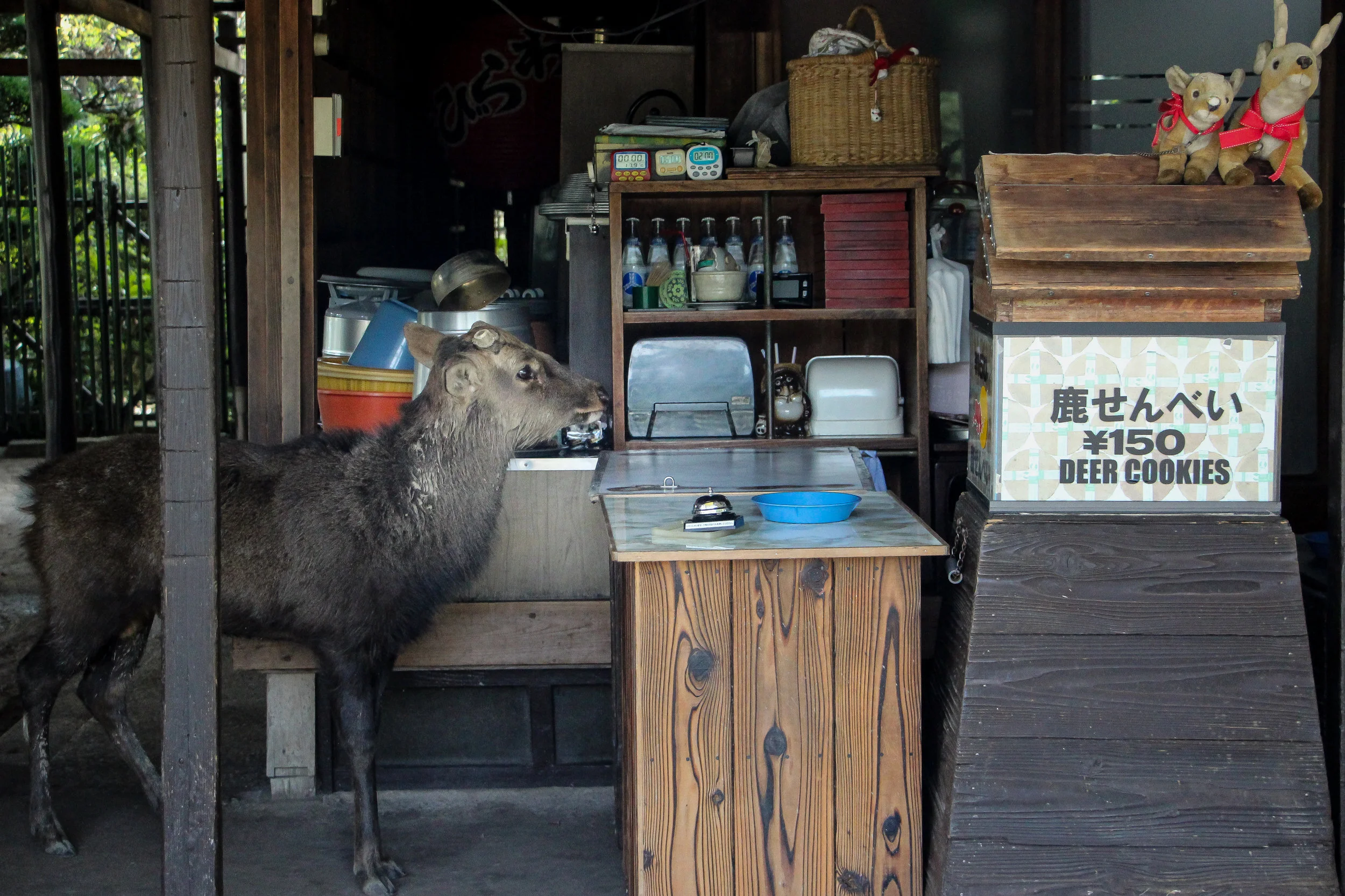 Nara Park, Nara, Japan, Asia | DoLessGetMoreDone.com | Where Do You Feel Right At Home?