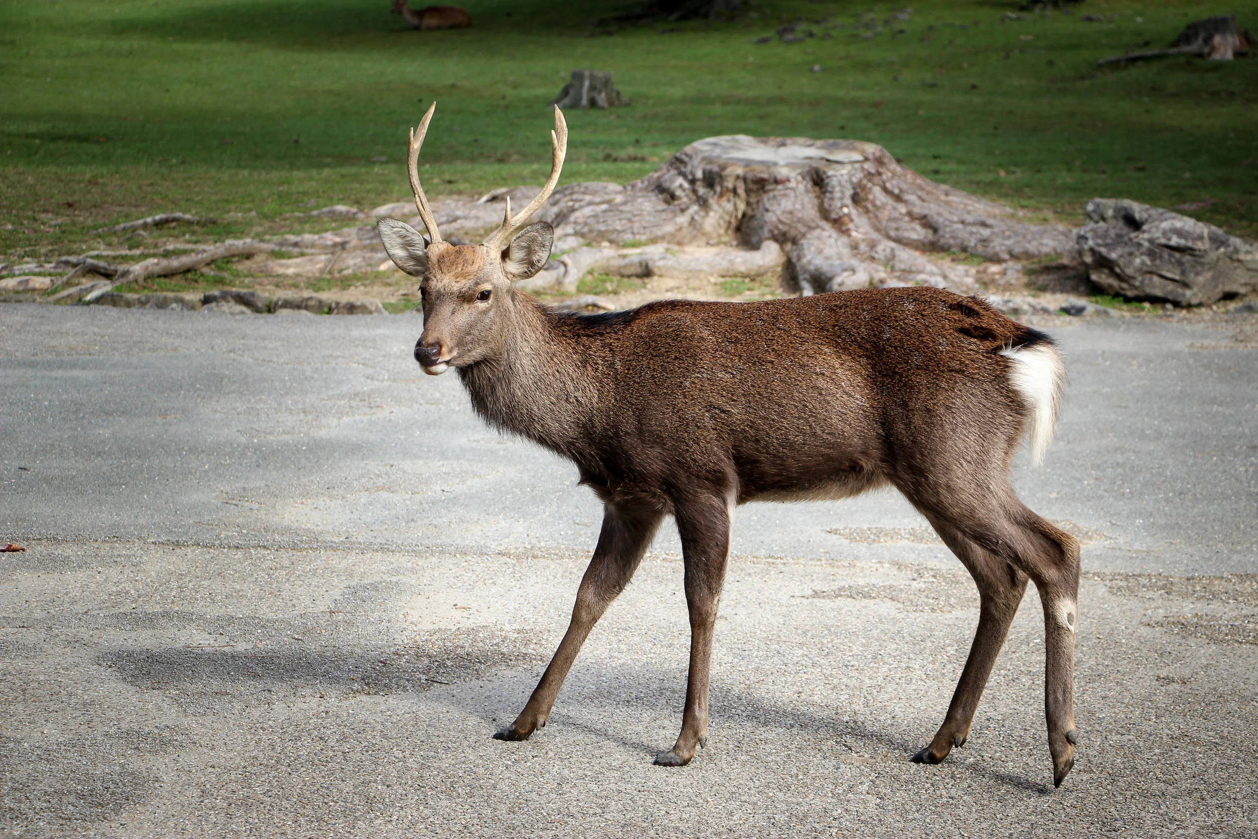 Nara Park, Nara, Japan, Asia | DoLessGetMoreDone.com | Where Do You Feel Right At Home?