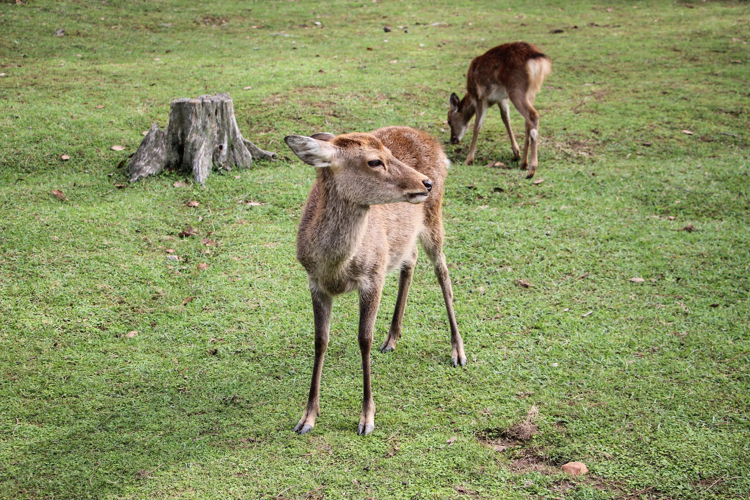 Nara Park, Nara, Japan, Asia | DoLessGetMoreDone.com | Where Do You Feel Right At Home?