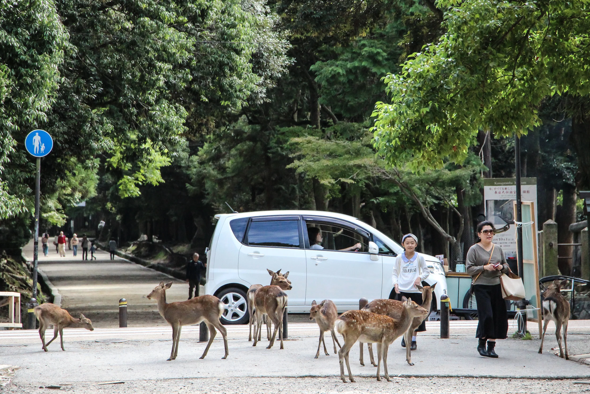 Nara Park, Nara, Japan, Asia | DoLessGetMoreDone.com | Where Do You Feel Right At Home?