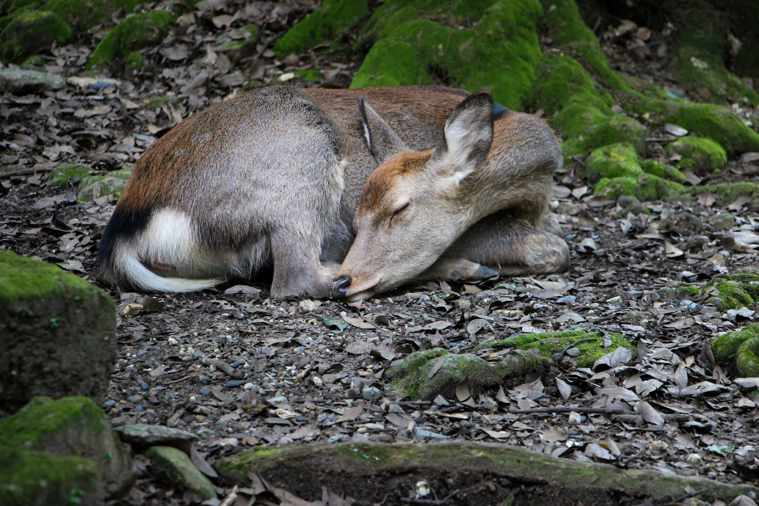 Nara Park, Nara, Japan, Asia | DoLessGetMoreDone.com | Where Do You Feel Right At Home?