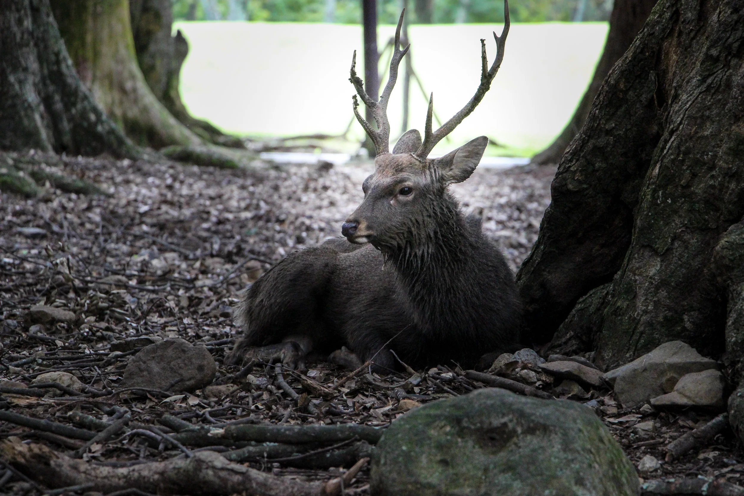 Nara Park, Nara, Japan, Asia | DoLessGetMoreDone.com | Where Do You Feel Right At Home?