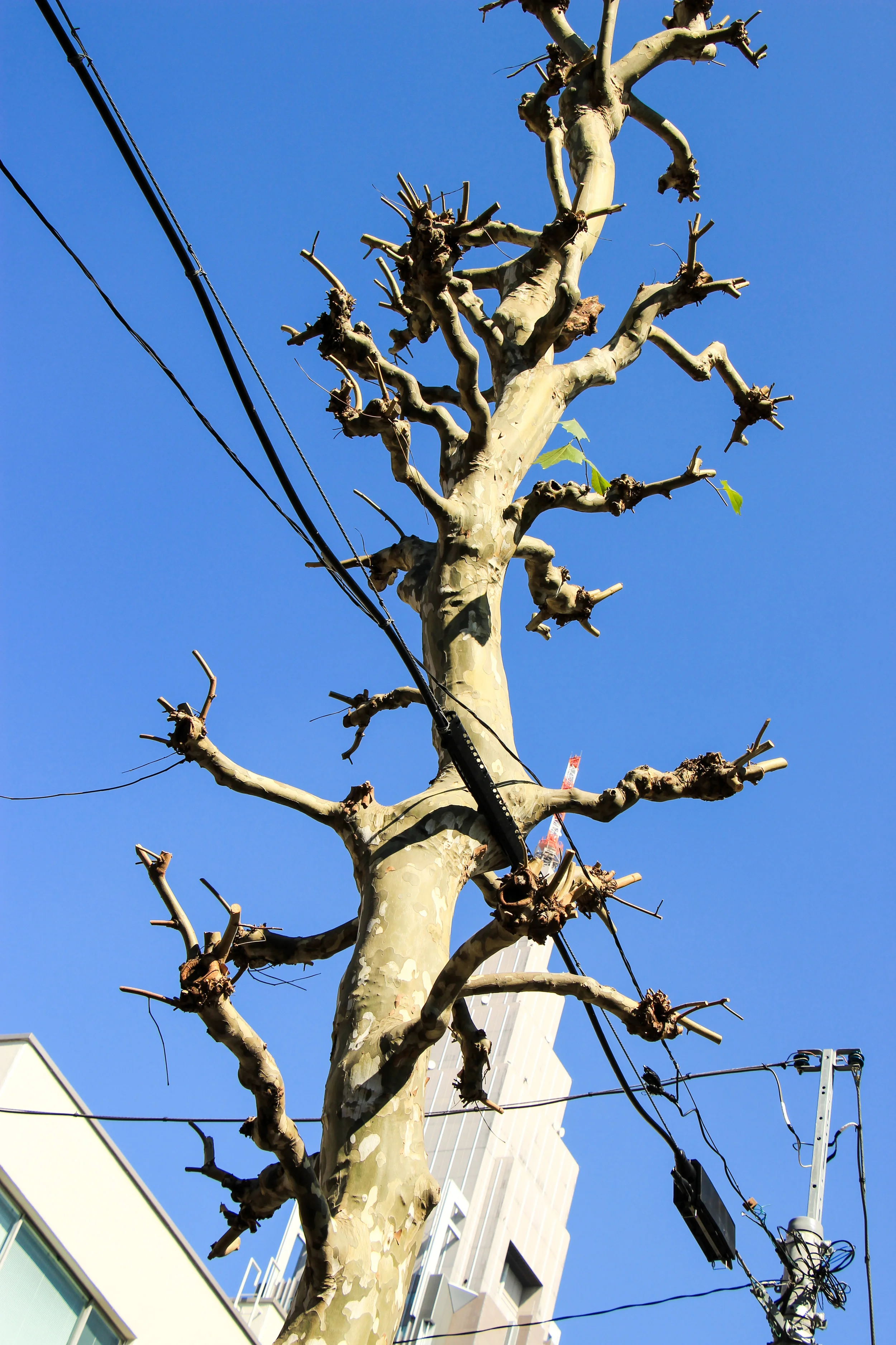 Tokyo, Japan, Asia | DoLessGetMoreDone.com | Some Things Happen For A Reason, Others Just Come With The Season