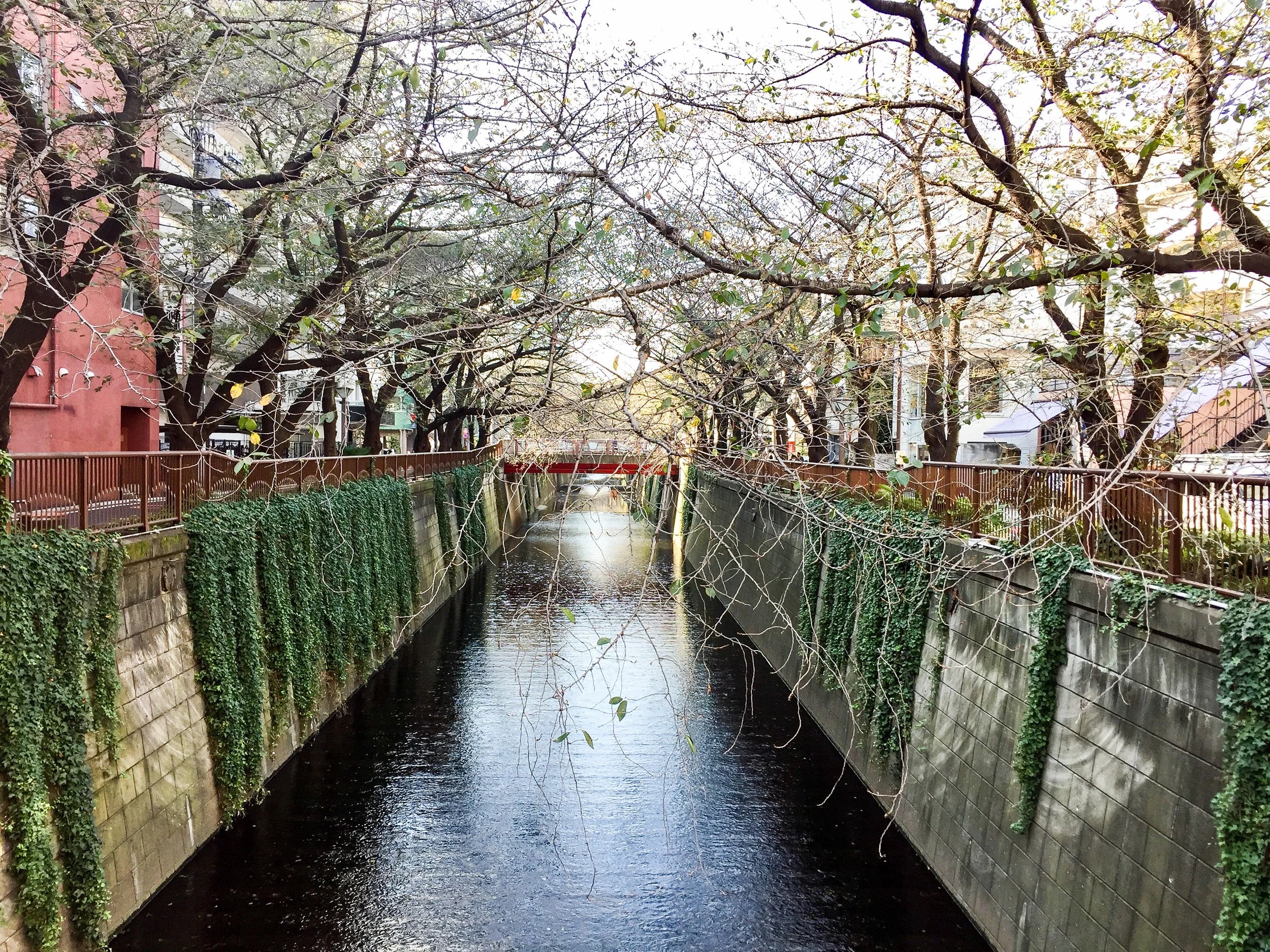Tokyo, Japan, Asia | DoLessGetMoreDone.com | Some Things Happen For A Reason, Others Just Come With The Season