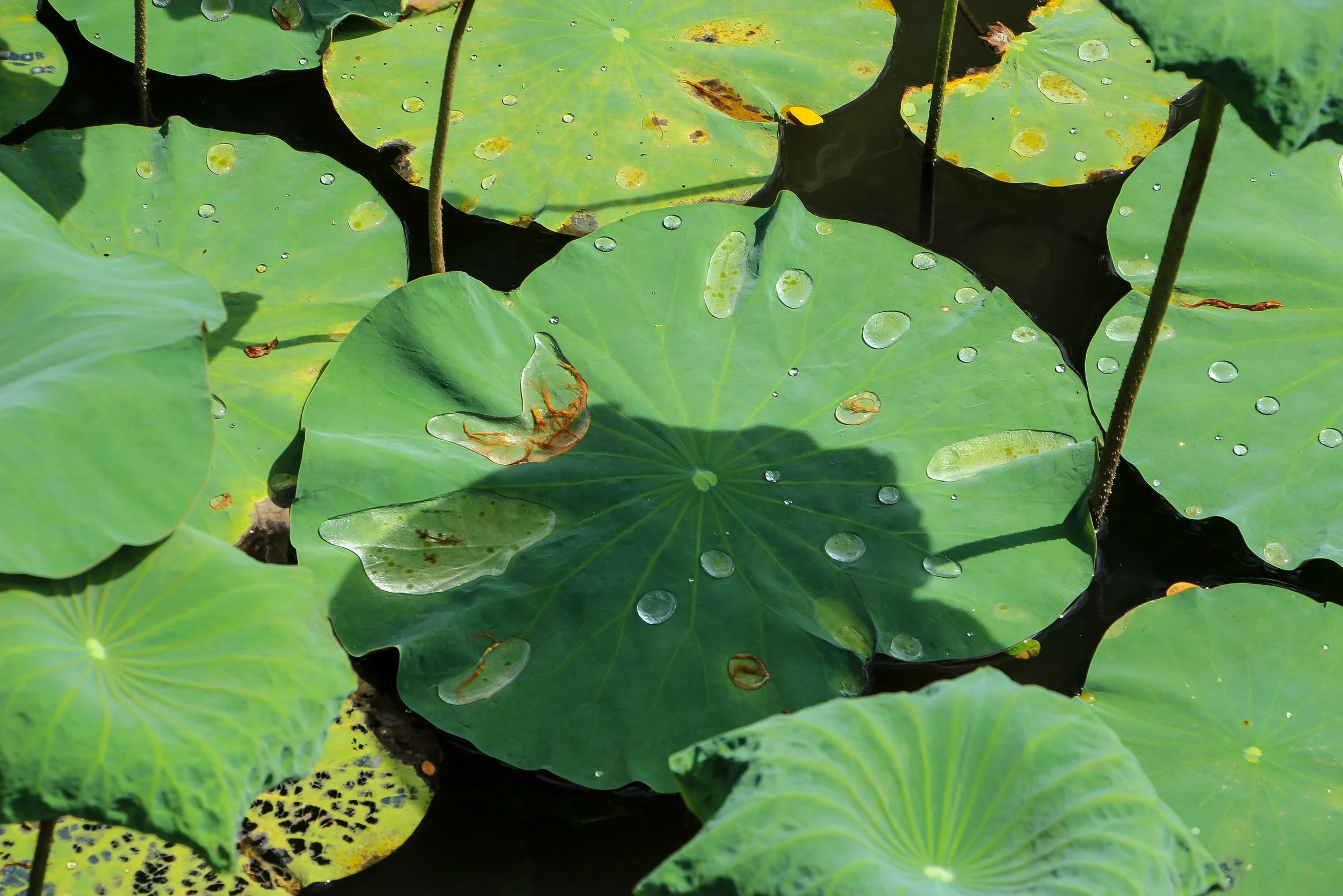 Lotus pond, Ubud, Bali, Asia | DoLessGetMoreDone.com |