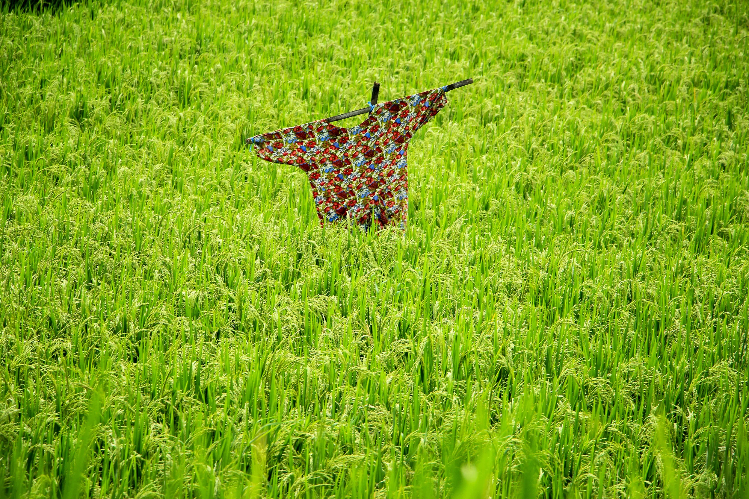 rice field, Bali, Asia | DoLessGetMoreDone.com |