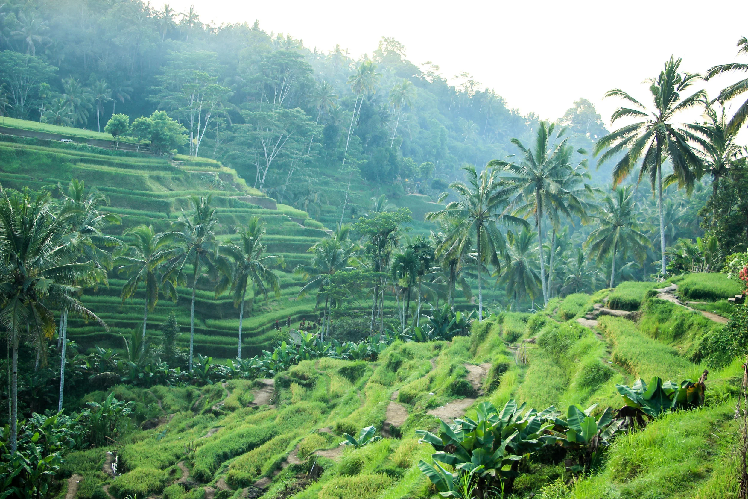 Tegallalang Rice Terrace, Bali, Asia | DoLessGetMoreDone.com |