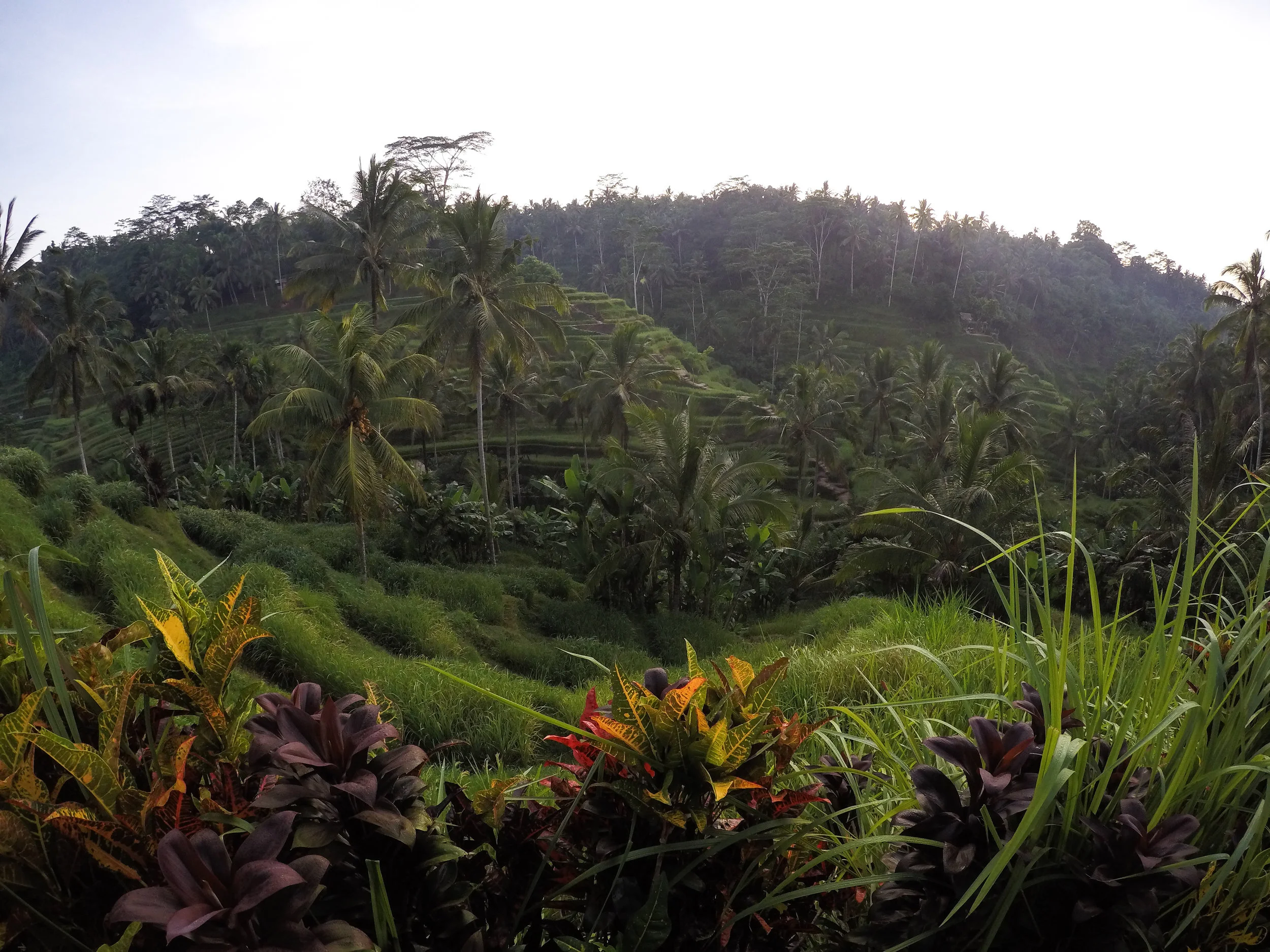 TEGALLALANG RICE TERRACE, BALI, ASIA | DOLESSGETMOREDONE.COM |