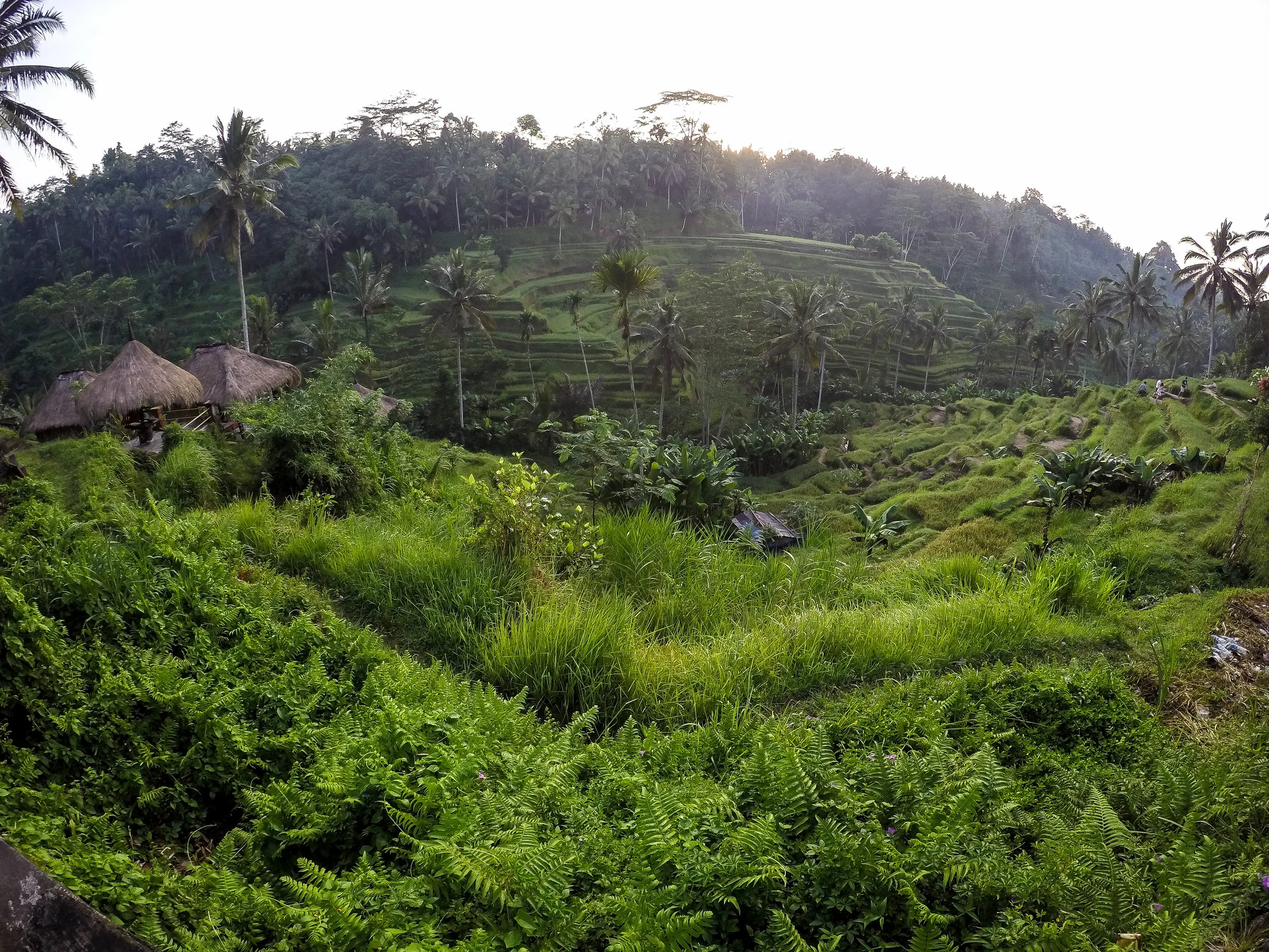 TEGALLALANG RICE TERRACE, BALI, ASIA | DOLESSGETMOREDONE.COM |