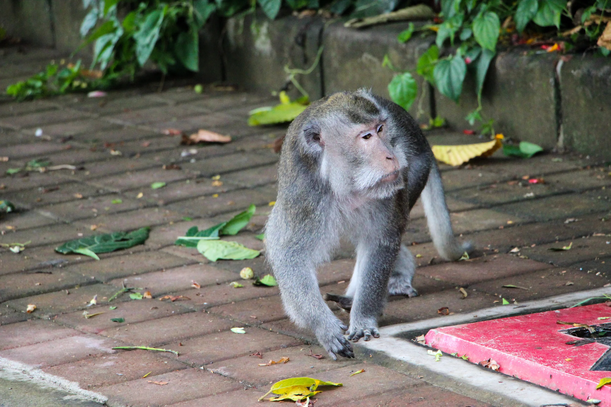 grey long-tailed macaque, Ubud Monkey Forest, Bali, Indonesia, Asia | DoLessGetMoreDone.com |