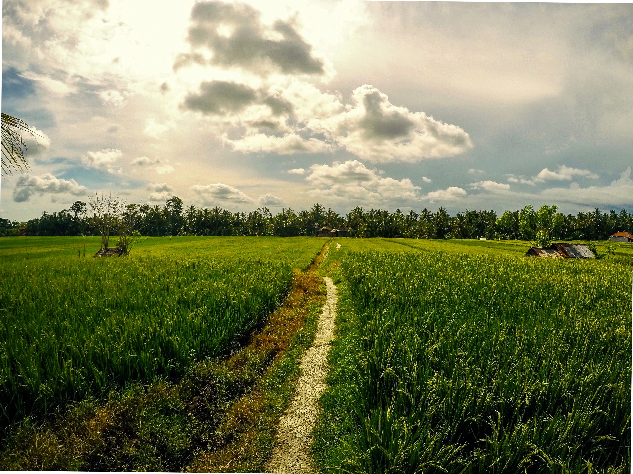 Ubud, Gianyar, Bali, Asia | DoLessGetMoreDone.com |