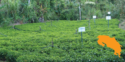 Coffee nursery at La Lia; across their farms, they produce an incredible number of coffee varieties. Currently they grow Villasarchi, Caturra, Catuai, Typica & Red Bourbon. In the nursery, they have started Geisha, SL28, Ethiopia 49, Yellow & Red Pacamara, Orange & Pink Bourbon, and Ovata.