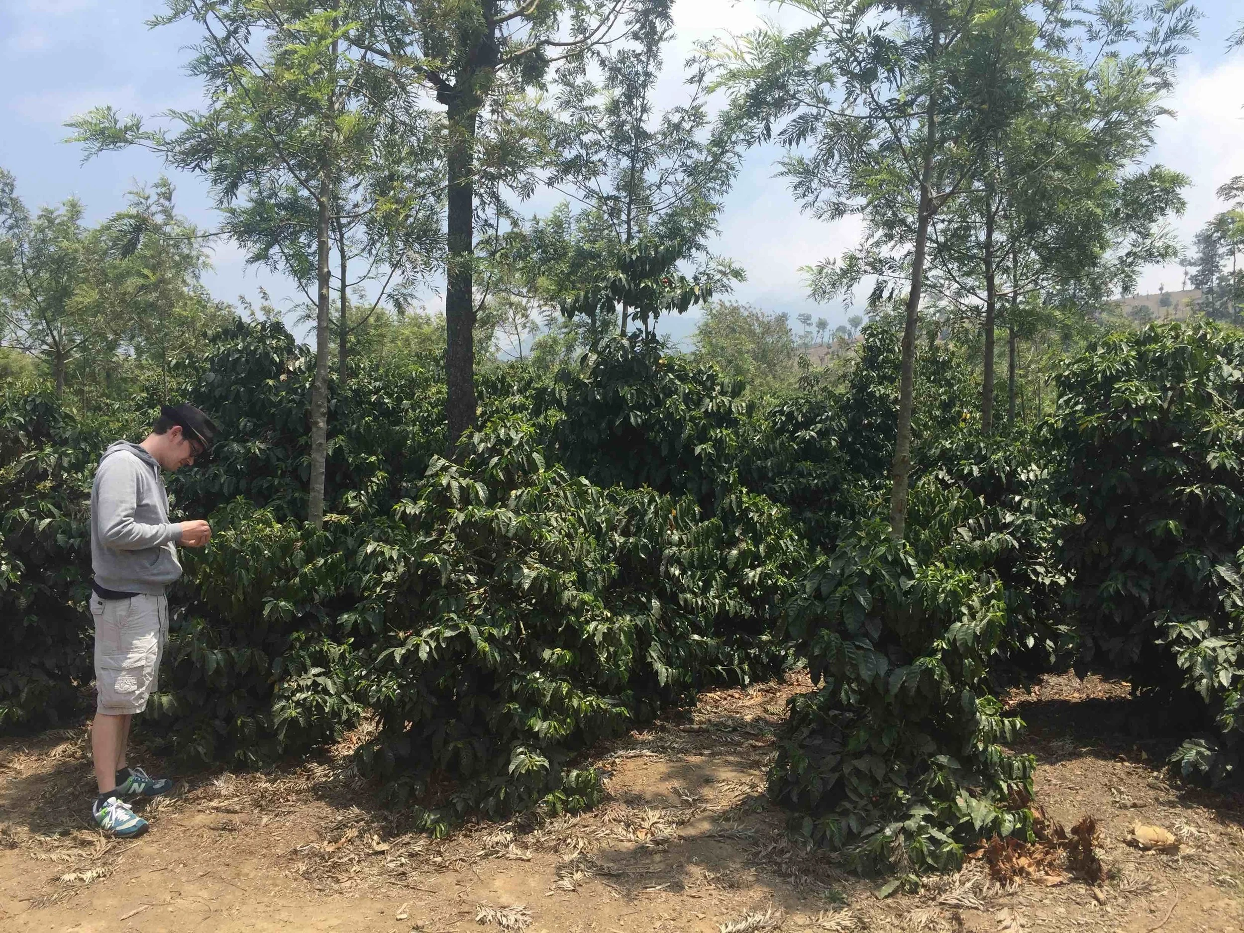 Over the past six years, Bosque has transformed from an overgrown thicket to a well manicured farm. Trees are well pruned at workable heights in neat rows, with shade cover from grevillea trees, a type of oak.