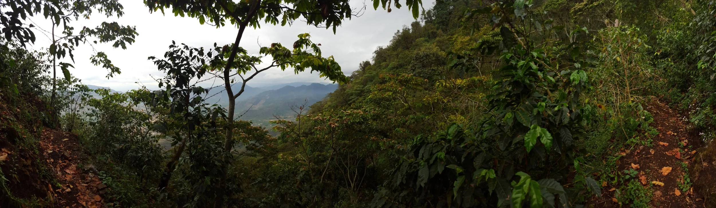  View from the trail to Buena Esperanza, looking down the mountain. 