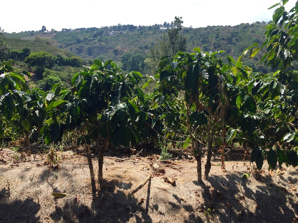  One year old pacamara trees on the farm. The rest of the farm is Catarra &amp; Catuai, but they're now in the early stages of planting new varieties. 