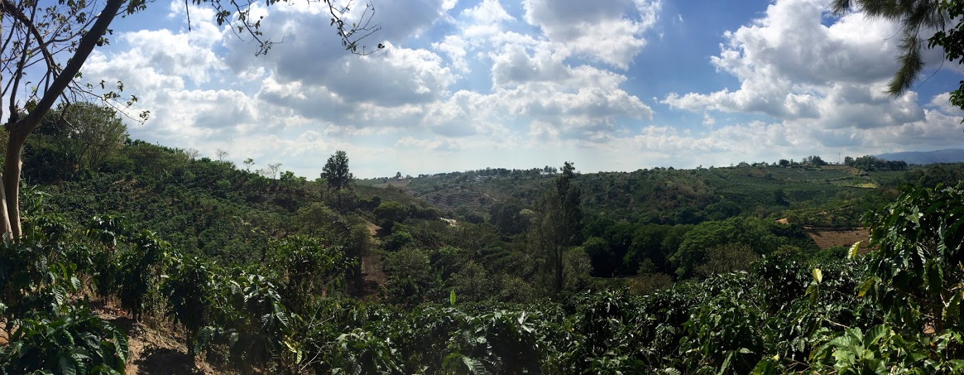 View down the farm at Finca El Quizarra.
