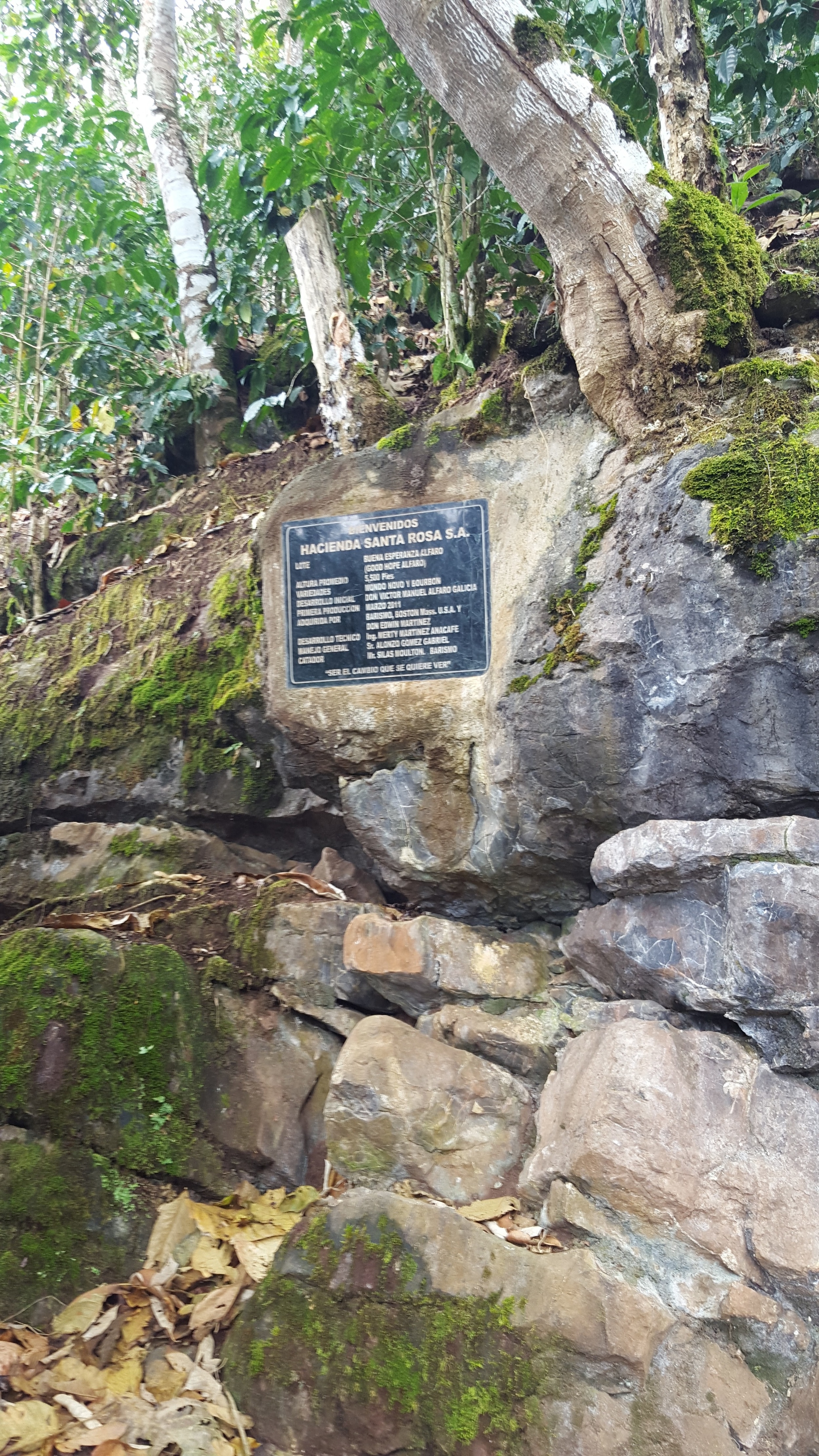  Plaque on the trail leading up to Buena Esperanza, commemorating the inaugural harvest. 