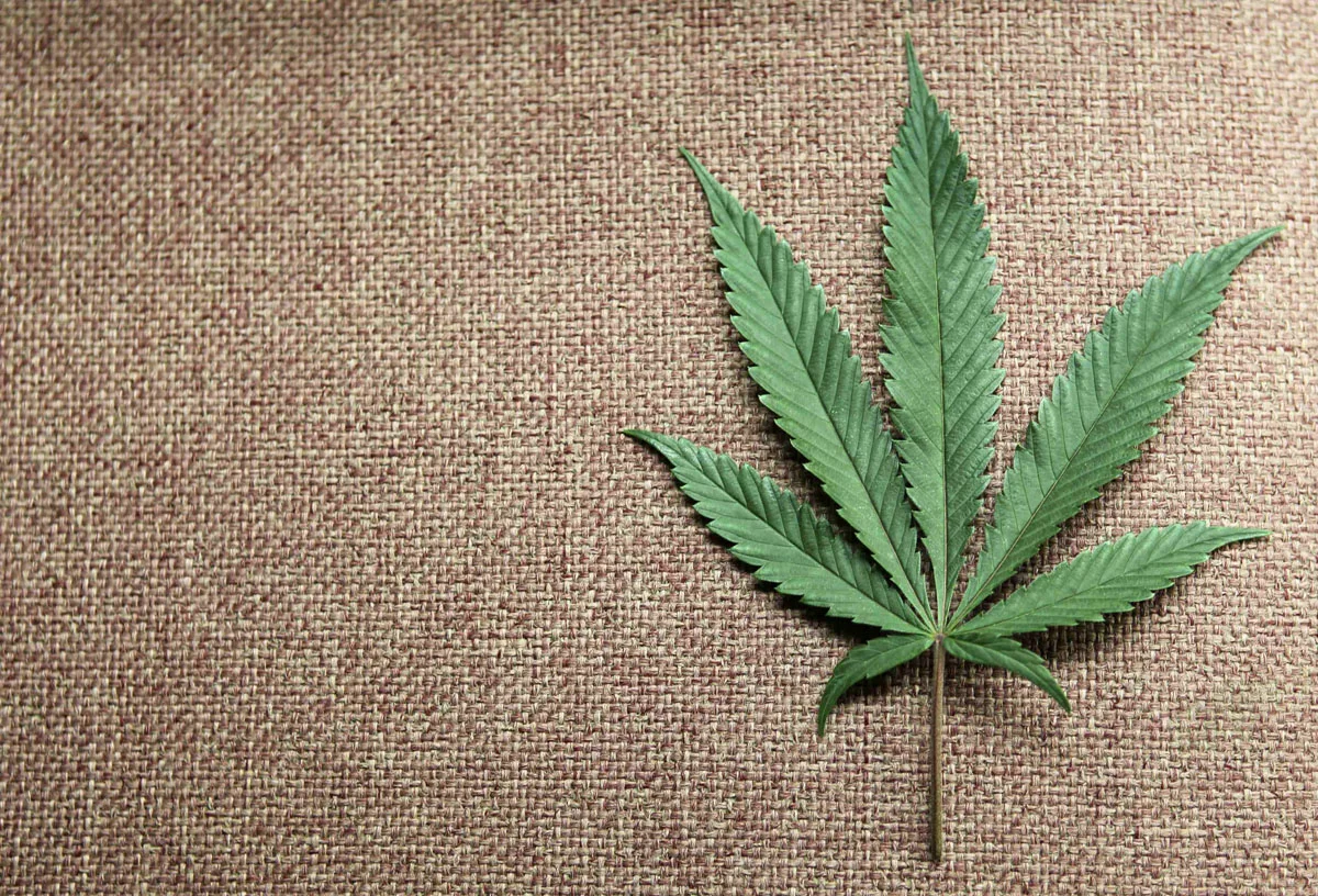 Why the Vote on Recreational Marijuana was More Than a "Yes" or "No"
