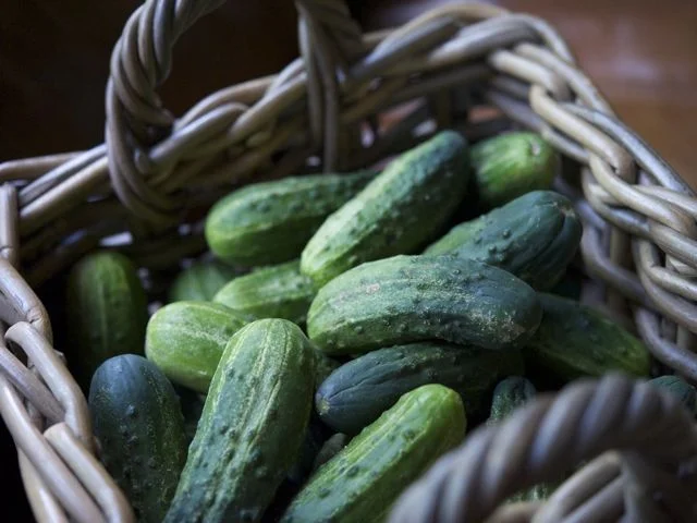 A basket of kirbys, straight from the farm in New Jersey