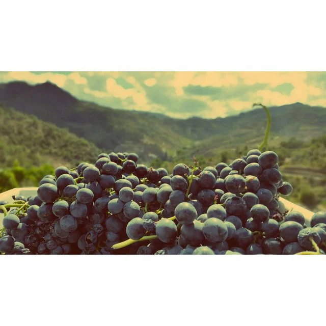 Grapes @ zimbro .jpg