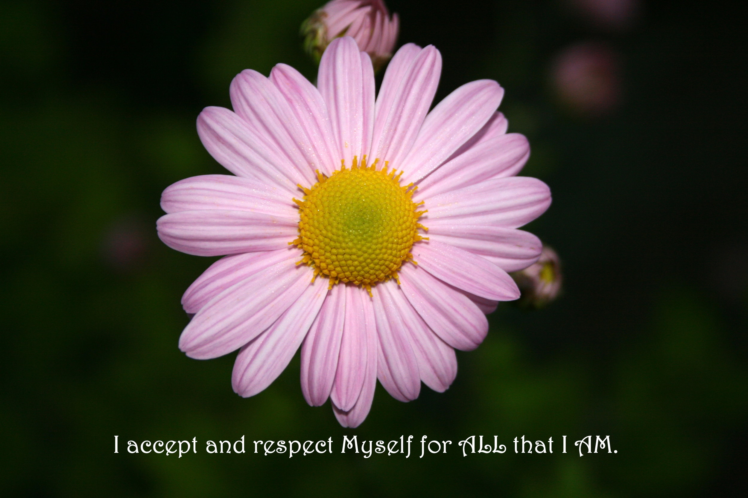 Daisy_Accept and Respect.jpg