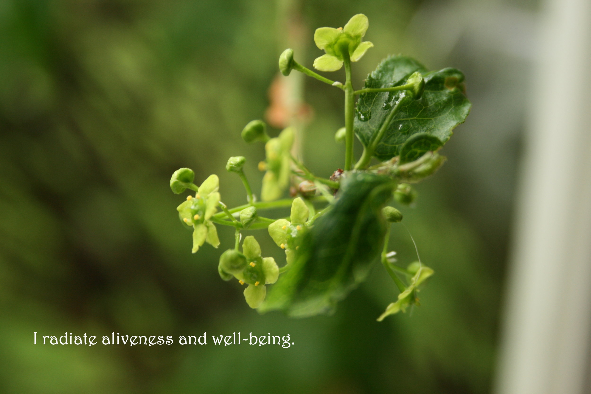 Leaf bud_radiate aliveness and wellbeing.jpg