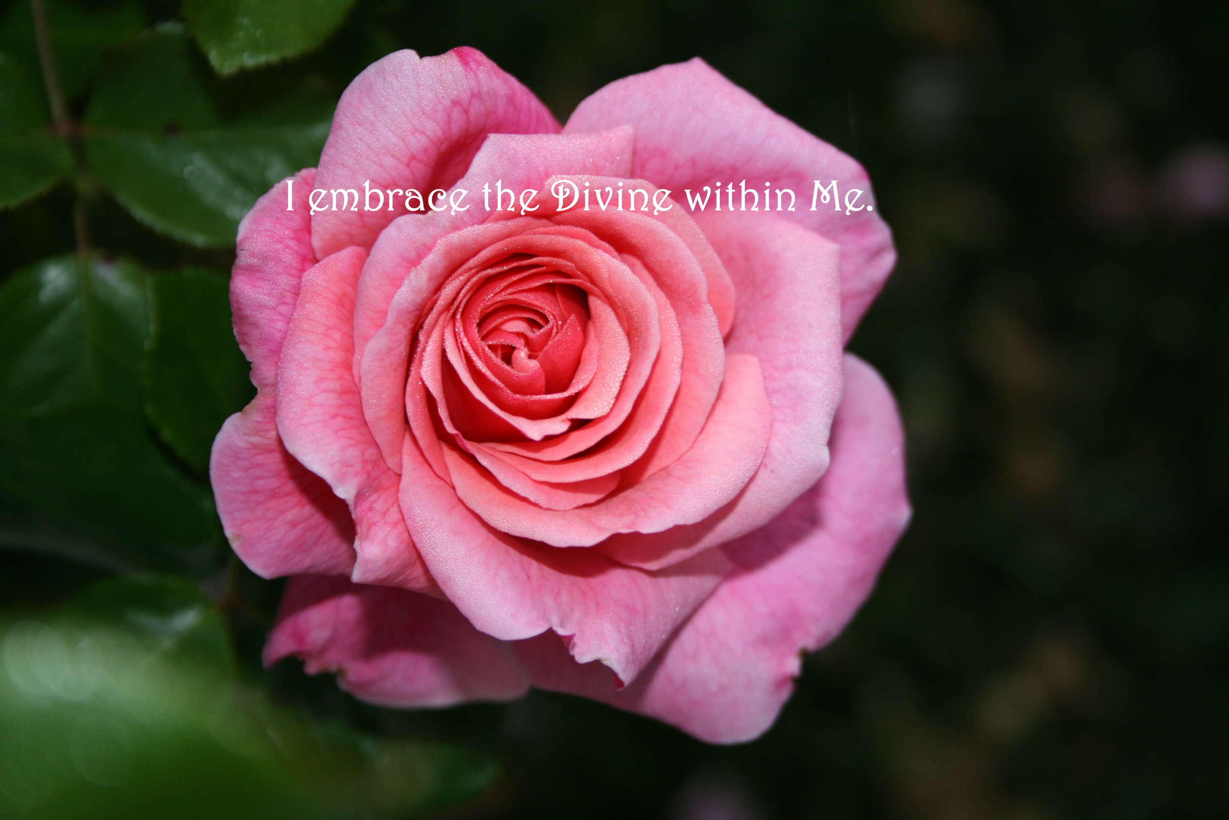 Pink Rose_Embrace the Divine.jpg