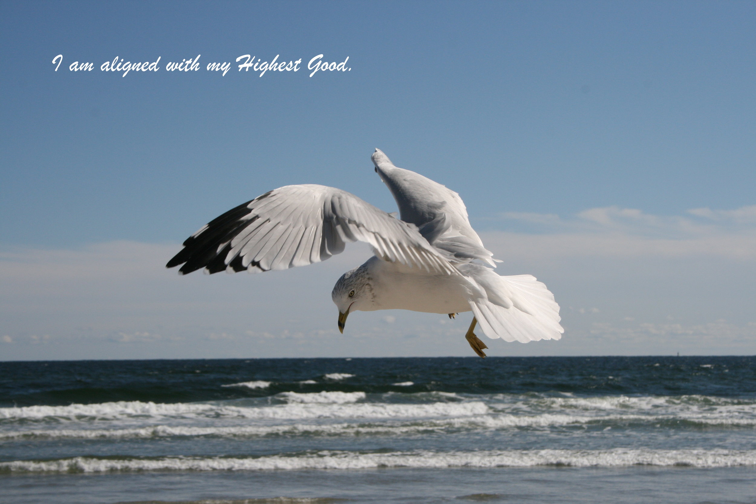 seagull highest good.jpg
