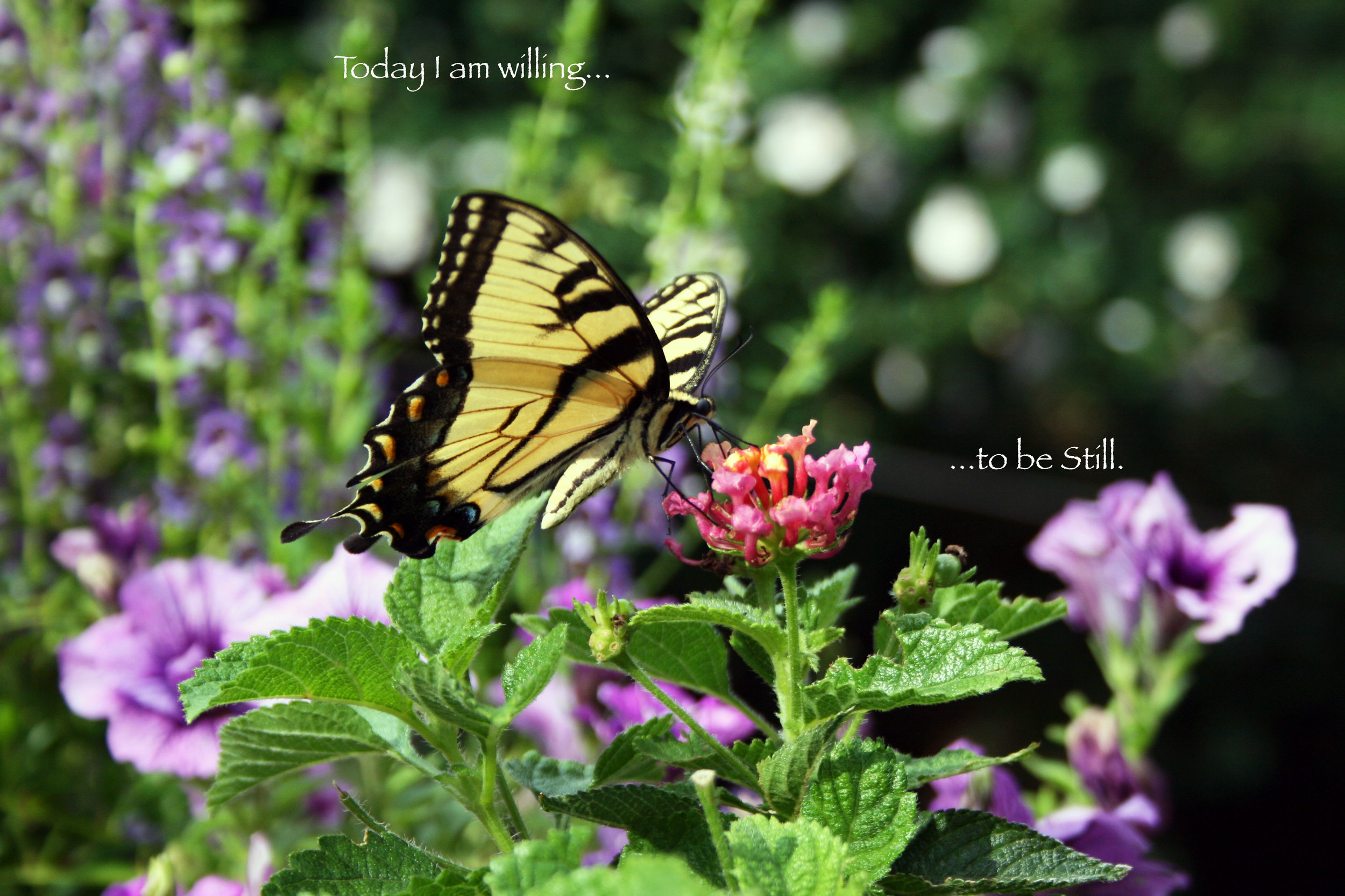 Butterfly on Lantana_Be Still.jpg