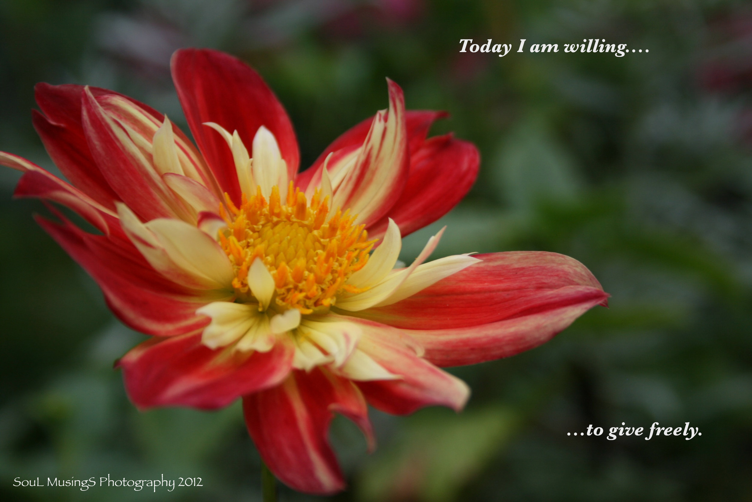Dahlia_Willing_give freely_labled.jpg