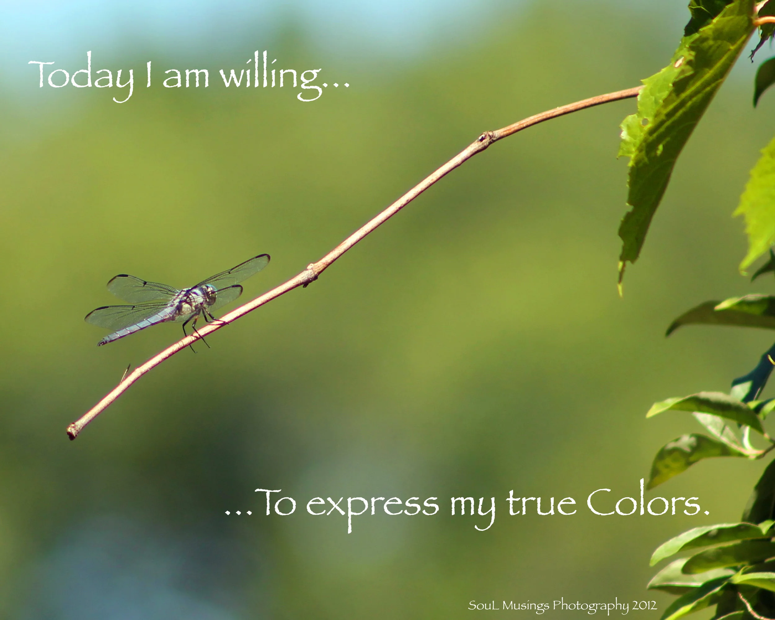 Dragonfly_colors.jpg