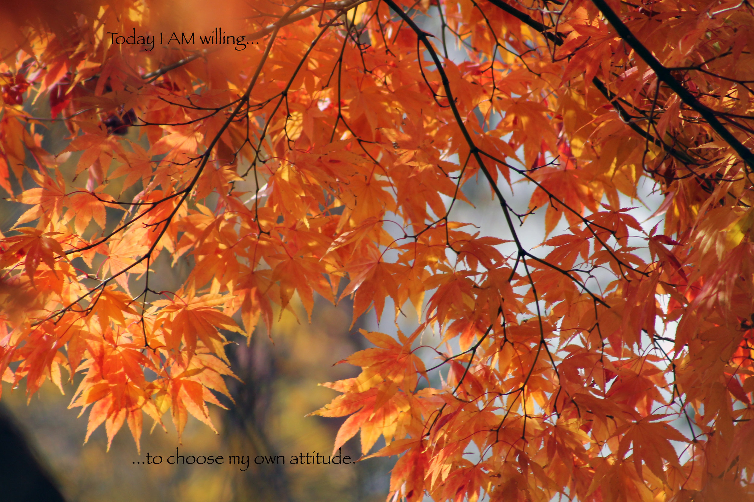 Fall leaves…choose attitude.jpg