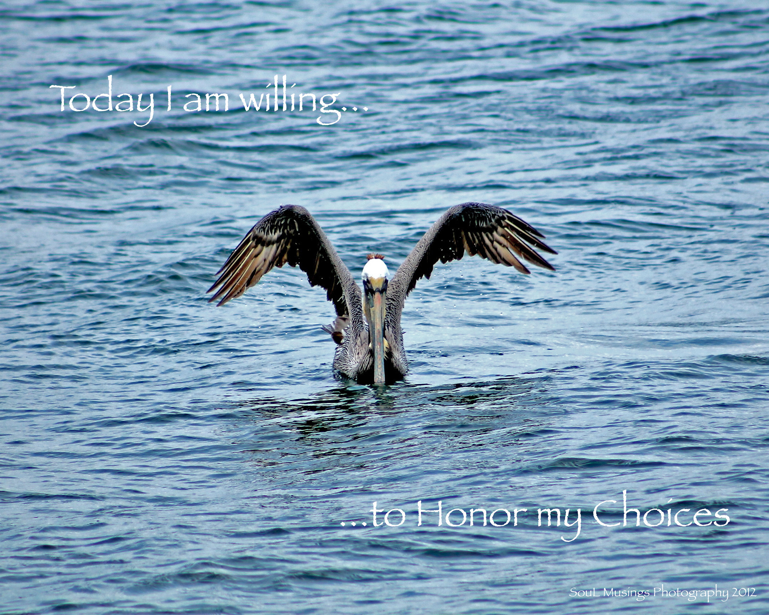 Pelican_Choices.jpg