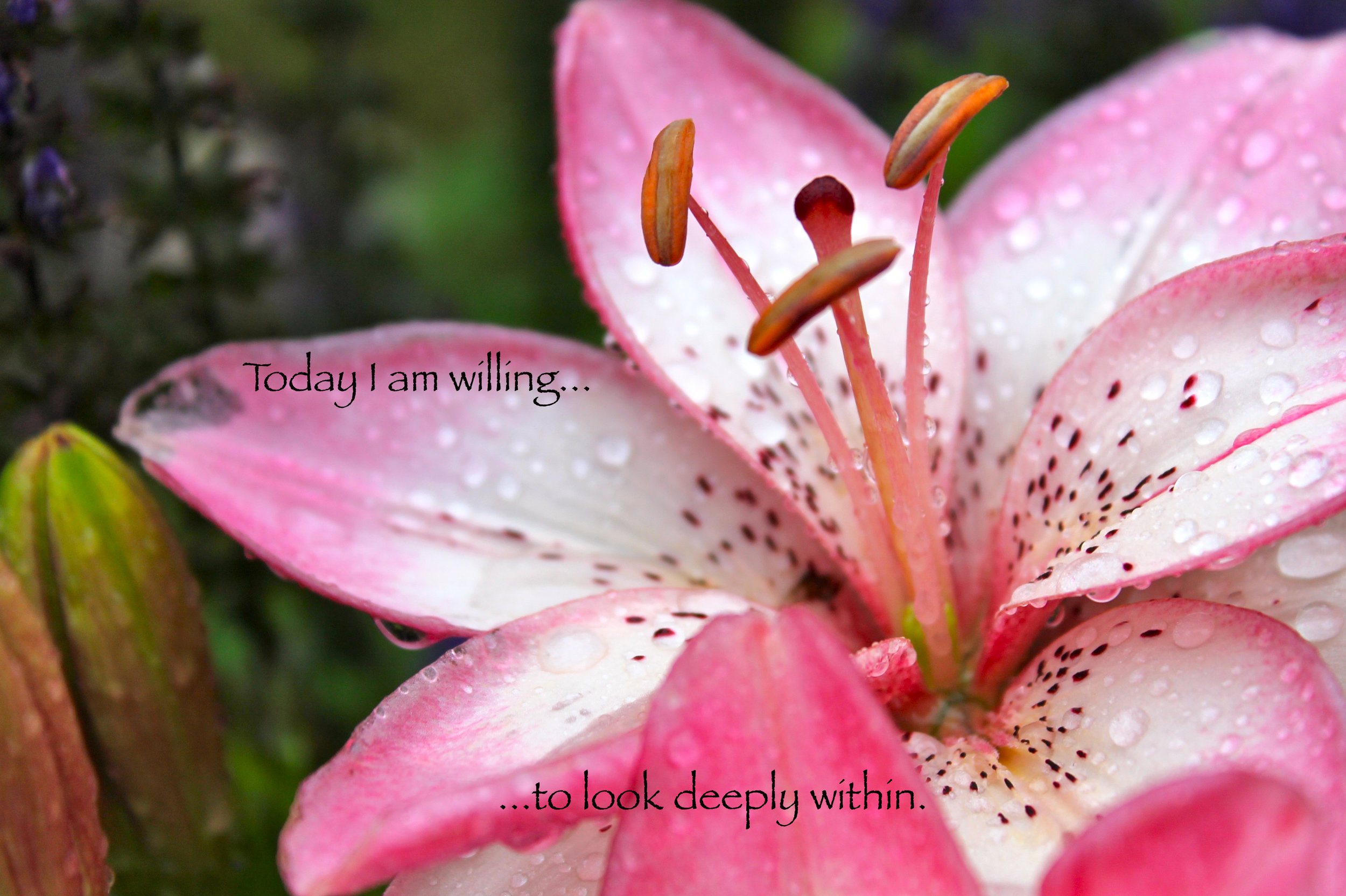 Tiger Lily_deeply within.jpg