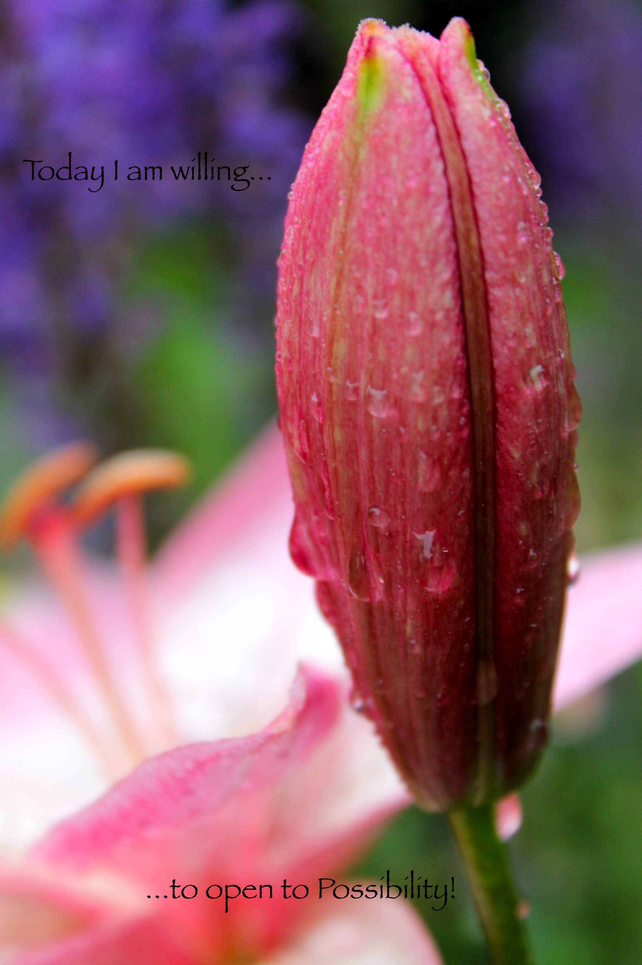 Tiger Lily_open to possibility.jpg